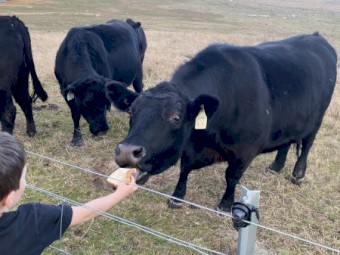 4 x Black Angus Heifers