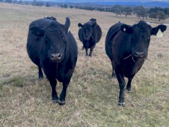 4 x Black Angus Heifers