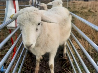 Australian White Ewe Lambs x 9