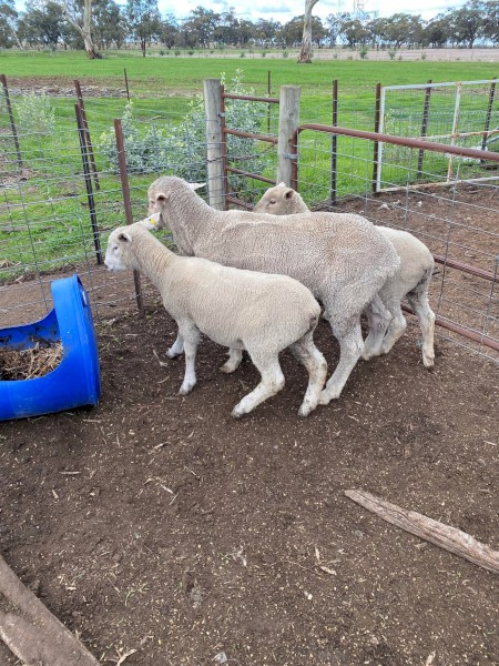 Rams x 2 For Sale - Dohne/Merino