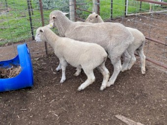 Rams x 2 For Sale - Dohne/Merino