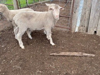 Rams x 2 For Sale - Dohne/Merino