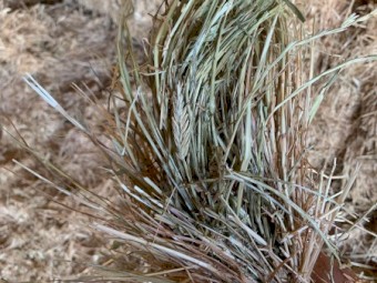 2019 Pasture Hay