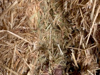 2019 Pasture Hay