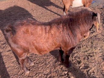 Registered in Red registry BGBAA- Young Kalahari Red Buck