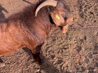 Registered in Red registry BGBAA- Young Kalahari Red Buck