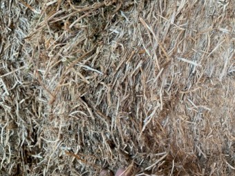 2021 Vetch Mix Hay