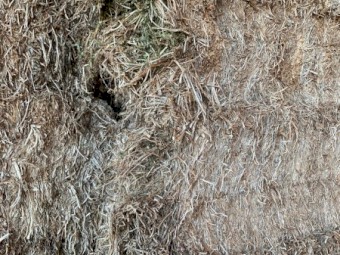 2021 Vetch Mix Hay