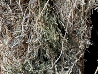 2021 Vetch Mix Hay