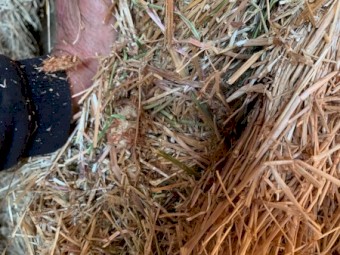 2021 Pasture Hay