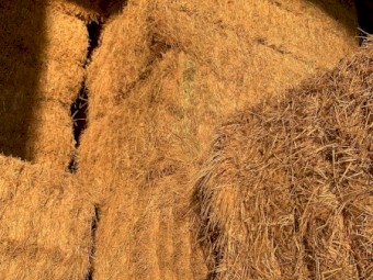 2021 Pasture Hay