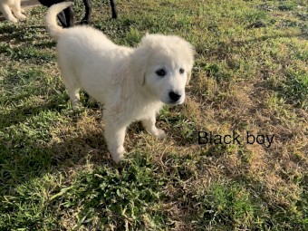 Maremma Puppies for Sale 