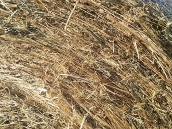 4x4 Heavy Round Bales of Pasture Hay