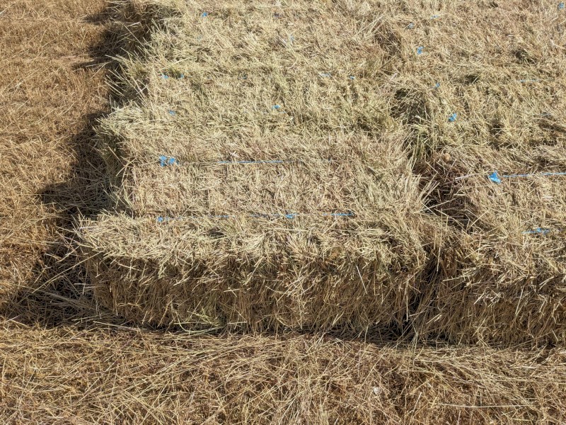 Ryegrass Hay