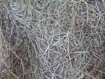 Ryegrass Hay
