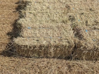 Ryegrass Hay