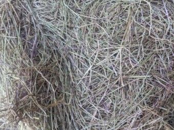 Ryegrass Hay