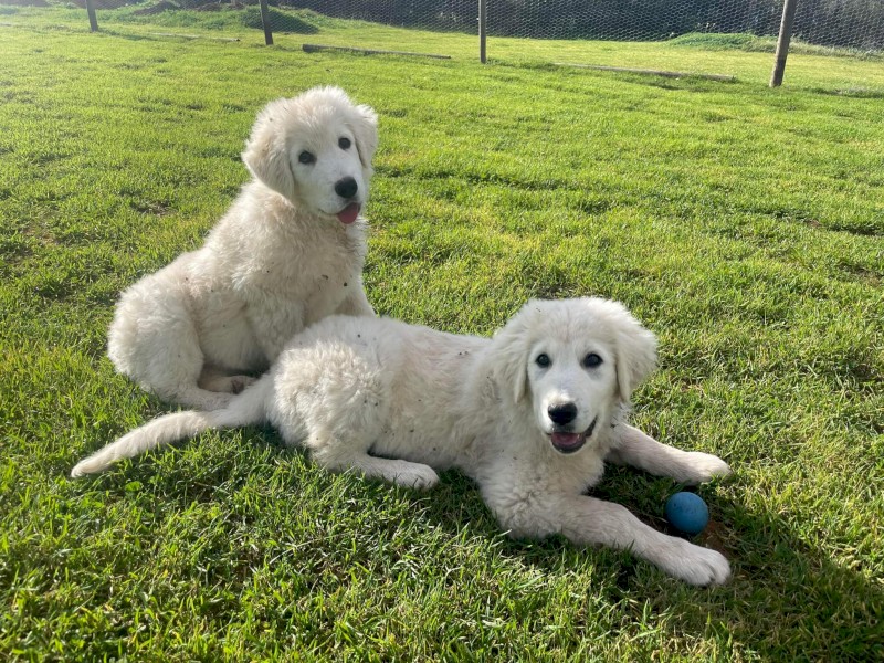MAREMMA Puppy- Female