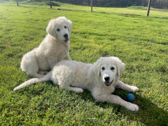 MAREMMA Puppy- Female