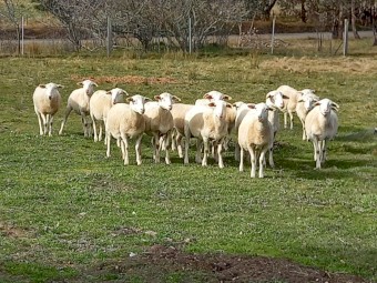 AUSTRALIAN WHITE EWES SIL TATTYKEEL x HIGHVELD 12 Months SCANNED in LAMB