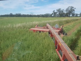 1500 x Oaten Hay 500-560kg 8x4x3 Bales