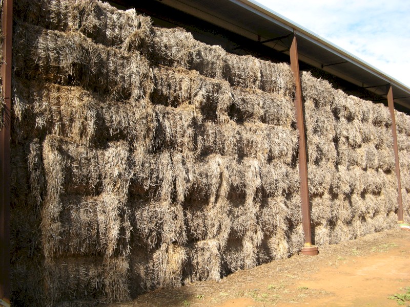 Wheaten Hay - Awnless