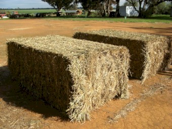 Wheaten Hay - Awnless