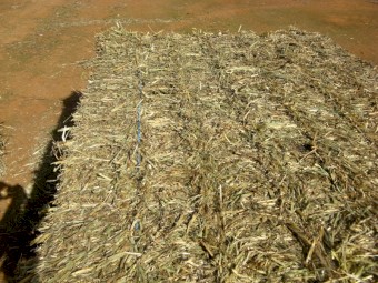 Wheaten Hay - Awnless