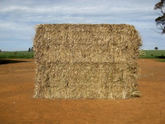 Wheaten Hay - Awnless