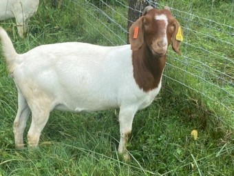 Registered Boer Breeding Does