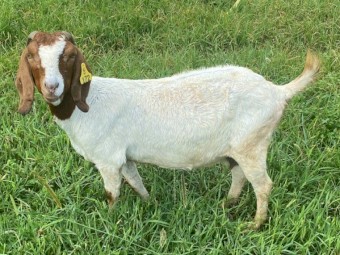 Registered Boer Breeding Does