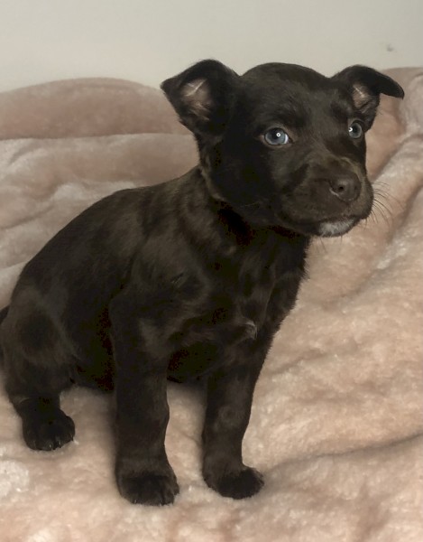 Kelpie pups