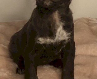 Kelpie pups
