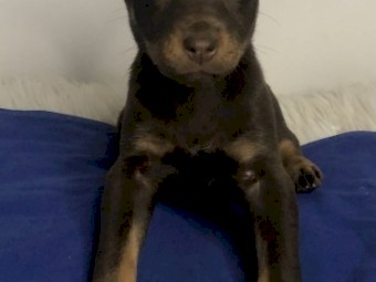 Kelpie pups