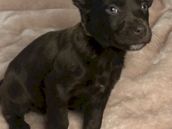 Kelpie pups