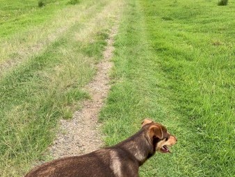 Kelpie x Border Collie