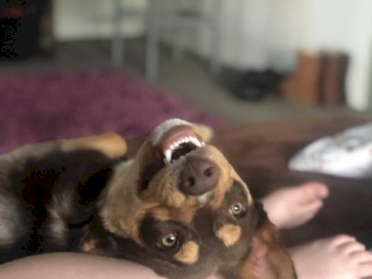 Kelpie x Border Collie