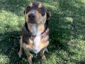 Kelpie x Border Collie