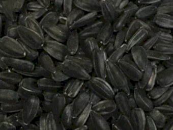 Black Sunflower Seed