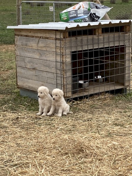 Maremma puppies 