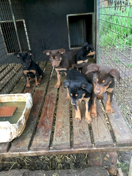 Kelpie pup