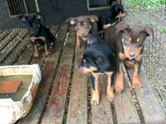 Kelpie pup
