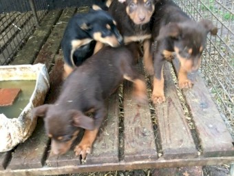 Kelpie pup