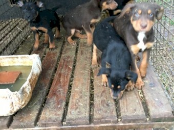 Kelpie pup