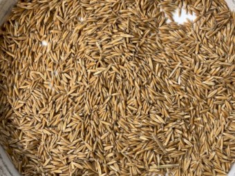 Feed Oats 