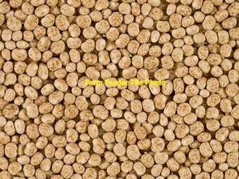 Feed Lupins 