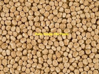Feed Lupins 
