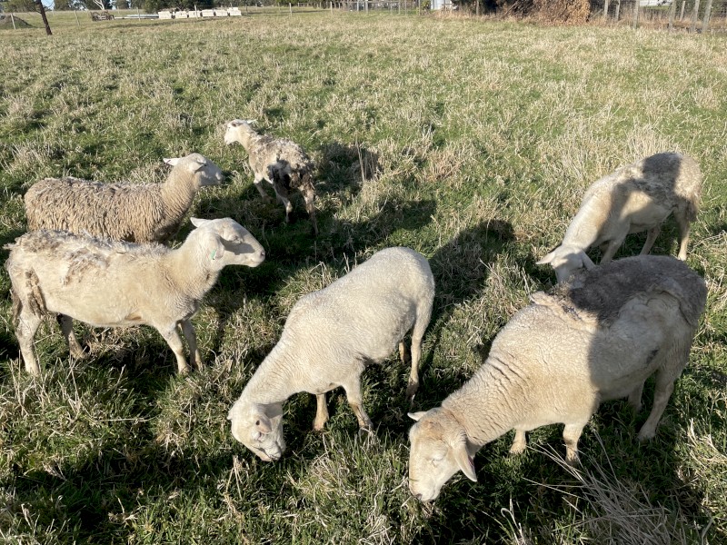 Mixed Sex Dorpers x 5