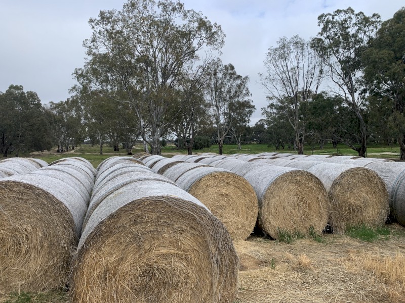 Barley hay