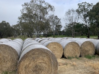 Barley hay